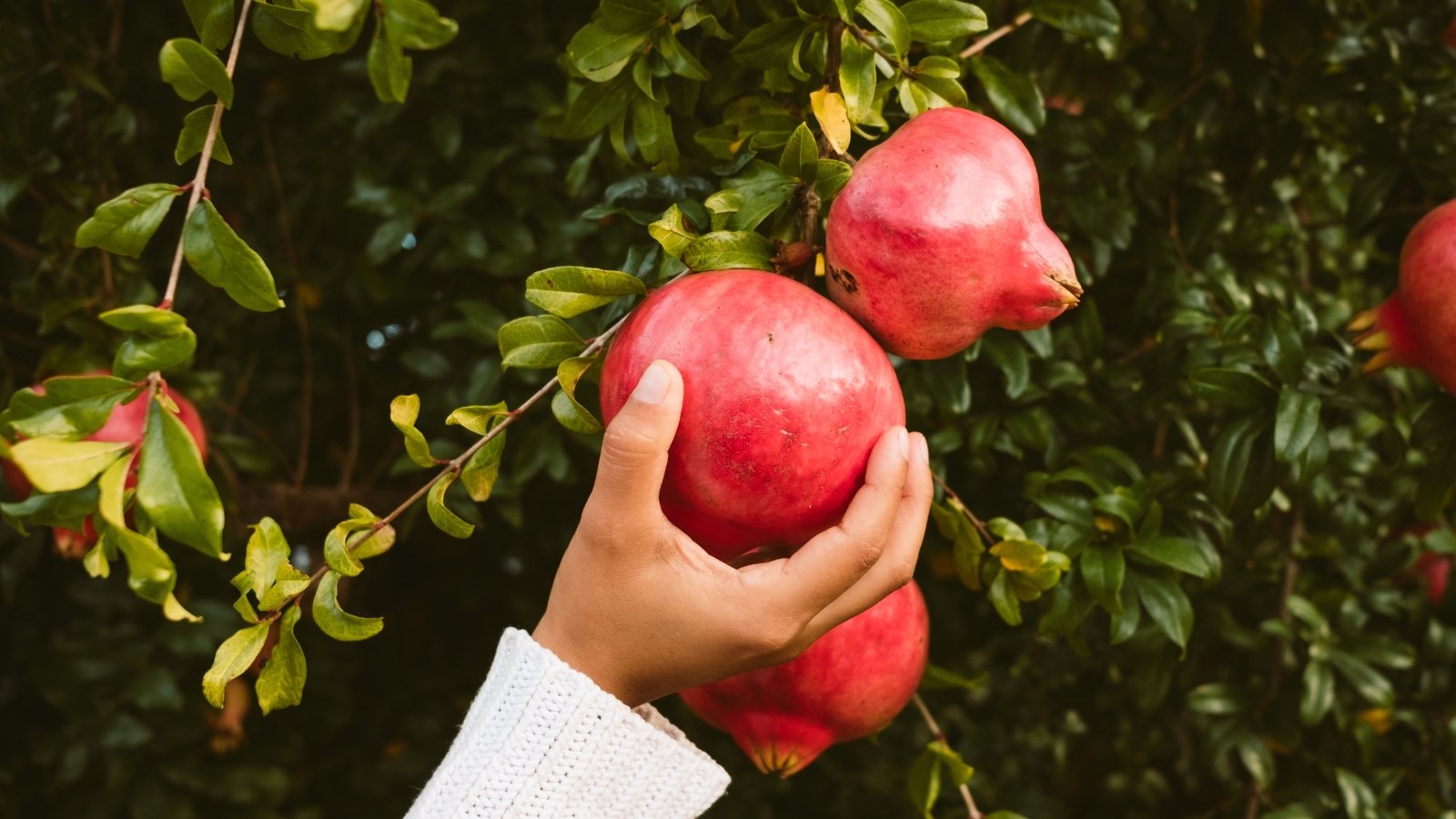 A hand delicately grips a plump pomegranate, its red skin promising juicy sweetness upon harvest. Surrounding it, more pomegranates and verdant leaves create a picturesque scene of abundance and nature's bounty, awaiting the picker's touch.