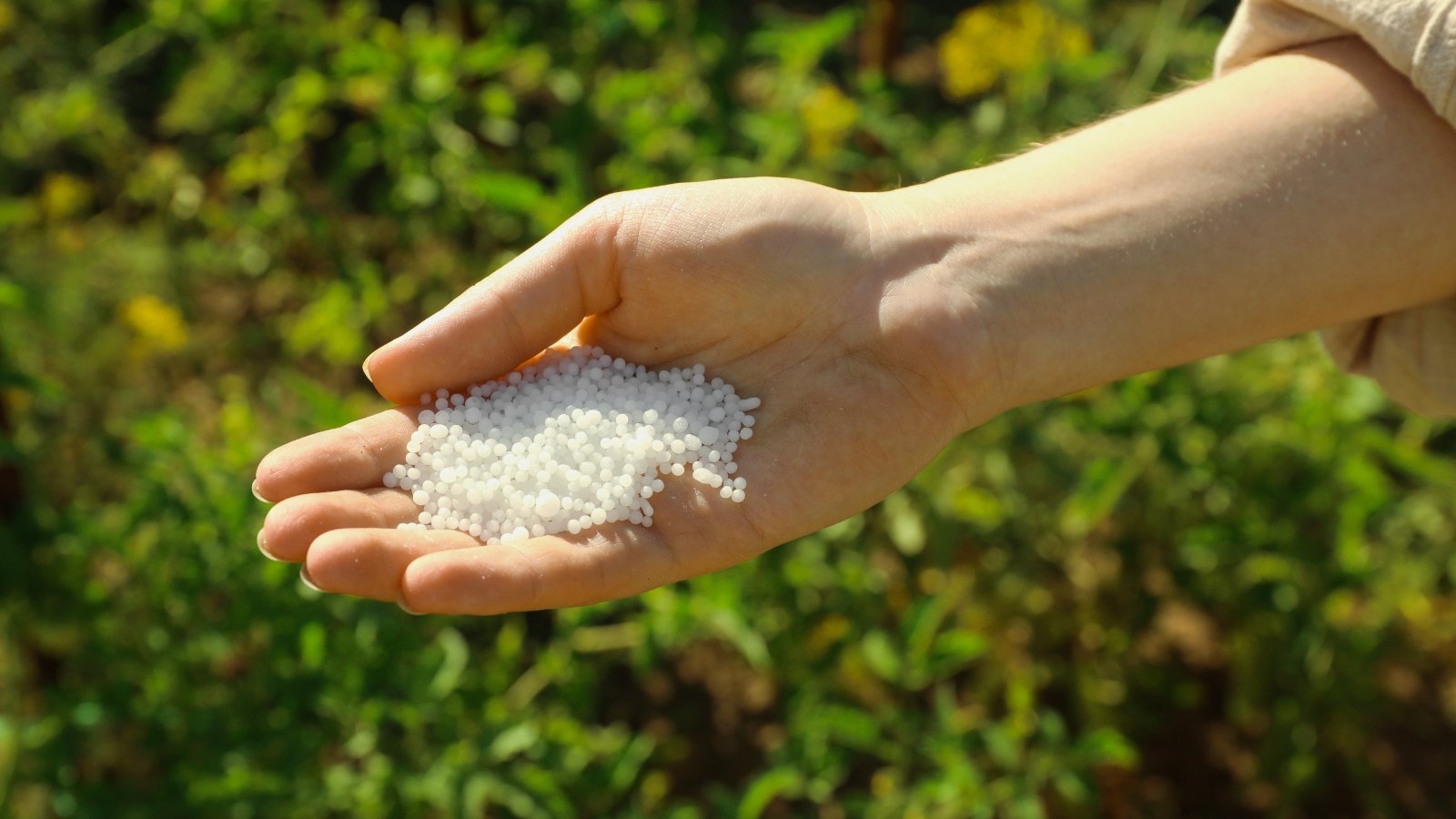 Una mujer sostiene un puñado de finos gránulos blancos de fertilizante vegetal en la palma de su mano abierta.