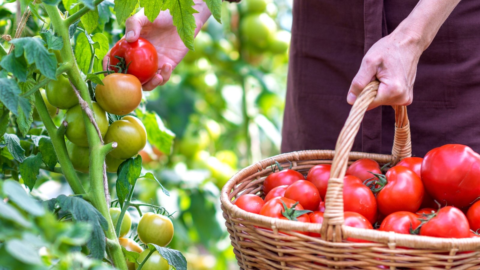 Close-up of a woman picking ripe tomatoes in the garden. She holds in her hand a large wicker basket filled with ripe tomatoes. She is wearing a burgundy apron. Tomatoes are round, juicy fruits of bright red color with glossy thin skin.