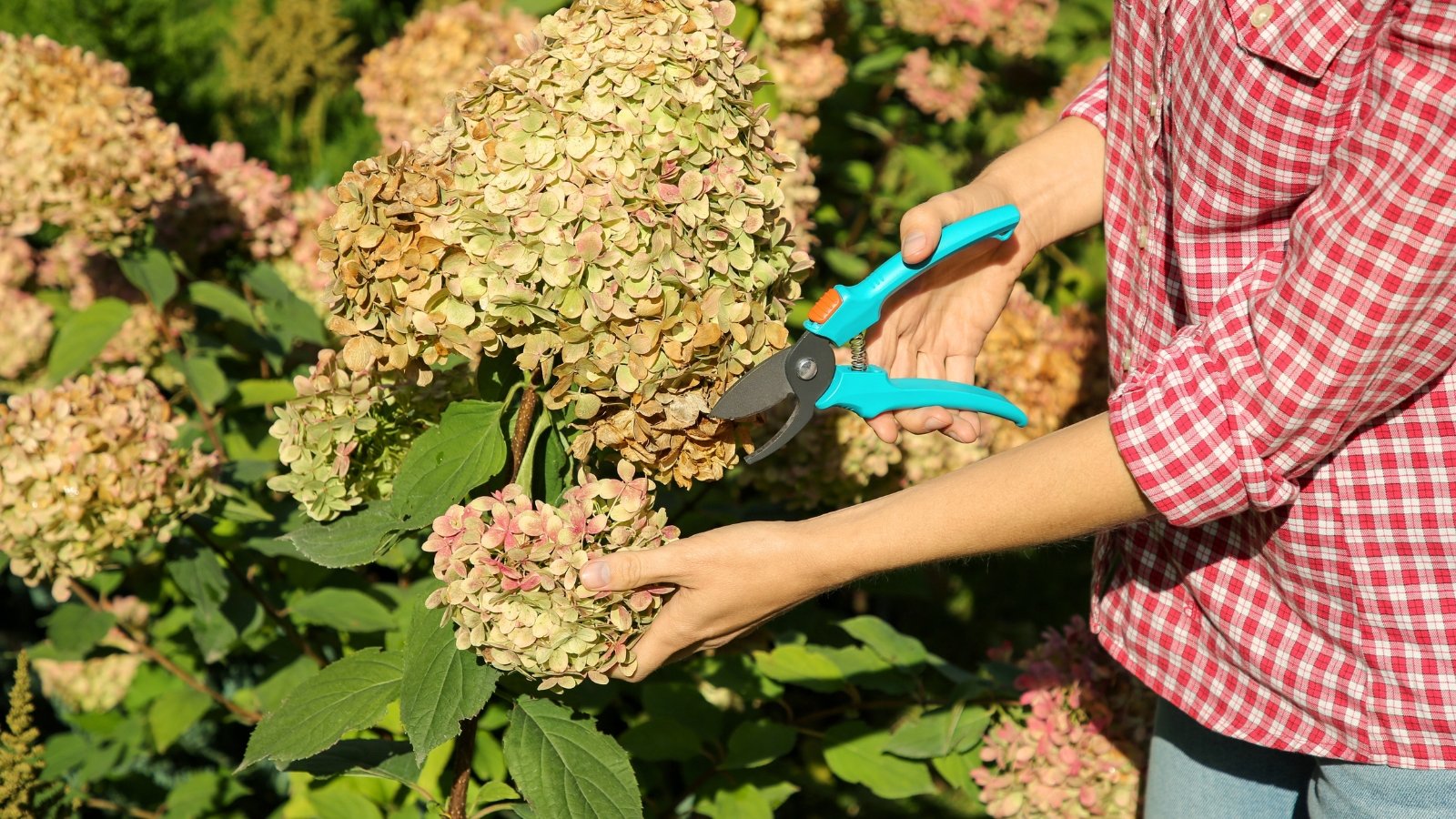 Un primer plano de una mujer con una camisa rosa a cuadros sosteniendo unas tijeras de podar azules, recortando grandes racimos descoloridos de flores de color verde rosa pálido entre un exuberante follaje verde de bordes irregulares.