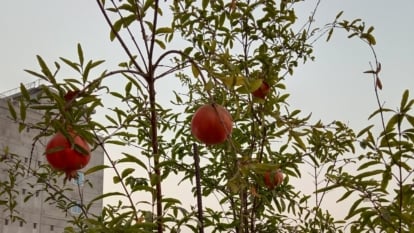 A small 'Wonderful' pomegranate tree stands with delicate trunks and branches, crowned by leaves and ripe, pink fruits. Behind it, a building looms against a dreary gray sky, contrasting with the vibrant tree in the foreground.