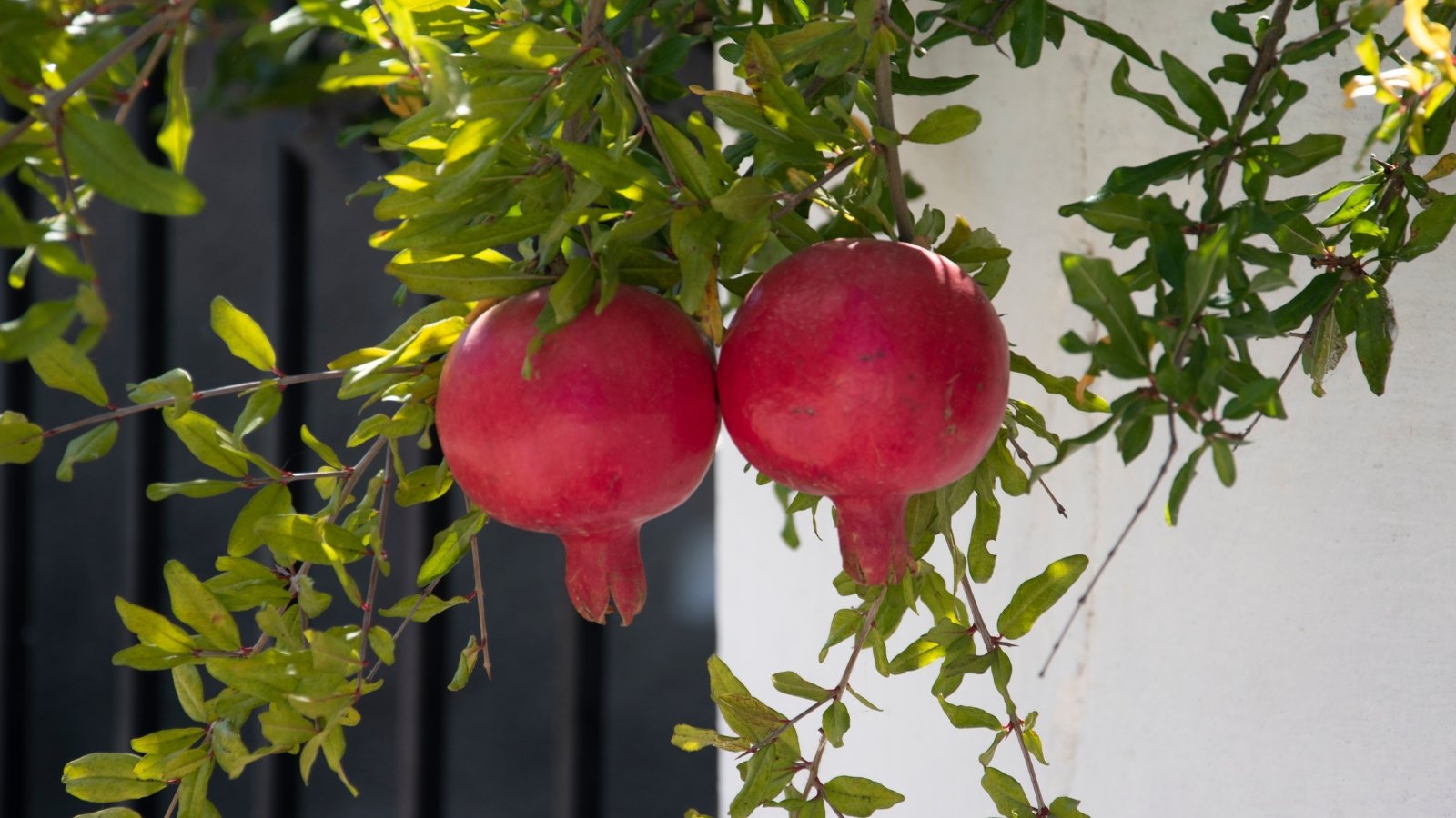 Two ripe 'Wonderful' pomegranates hang from the tree, their pink color contrasting against the green foliage. The small leaves surrounding them add a vibrant touch, enhancing the beauty of the dangling fruits.
