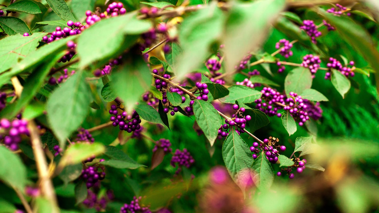 A lovely Callicarpa dichotoma x kwangtungensis with countless purple berries surrounded by vivid green leaves under warm light