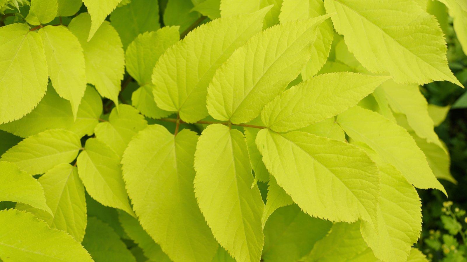 A close-up of the leaves, showcasing vibrant, golden foliage with serrated edges, emanating a warm, sunlit glow.