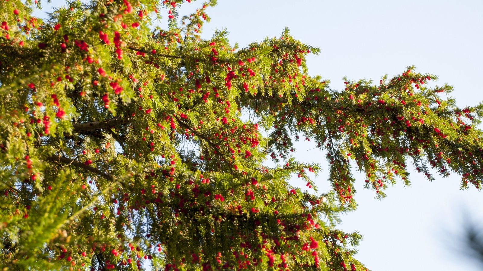 A close-up of a Yew tree showcases its lush foliage, characterized by dark green needles arranged in a spiral pattern along its branches. The branches of the Yew tree are gracefully arching, lending an elegant silhouette to the landscape. Amidst the greenery, crimson berries add a striking contrast, attracting attention and wildlife alike.