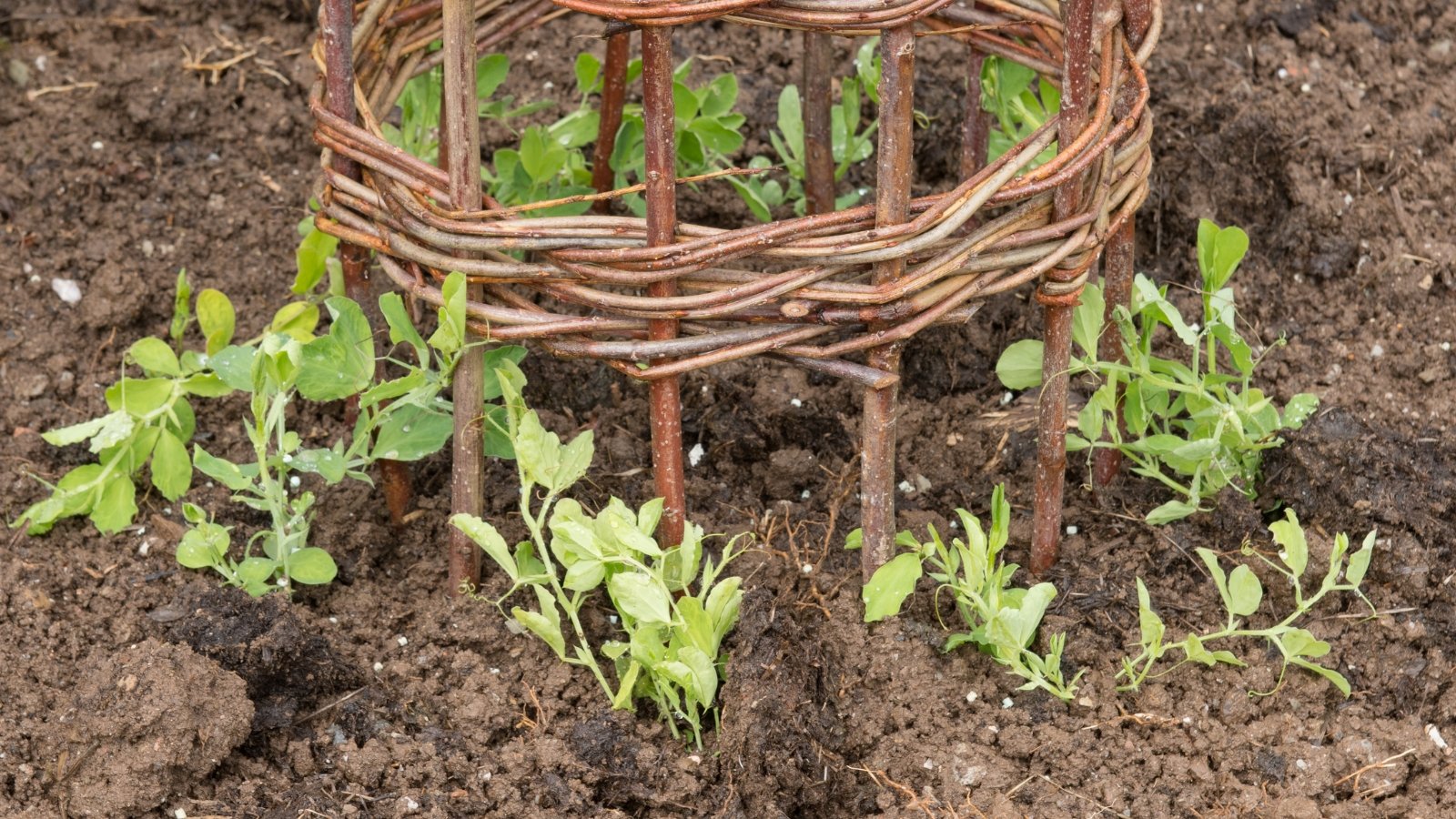 Close-up of young, freshly planted plants with thin, winding stems and smooth green foliage in moist, dark brown soil beside vertical wooden trellises.
