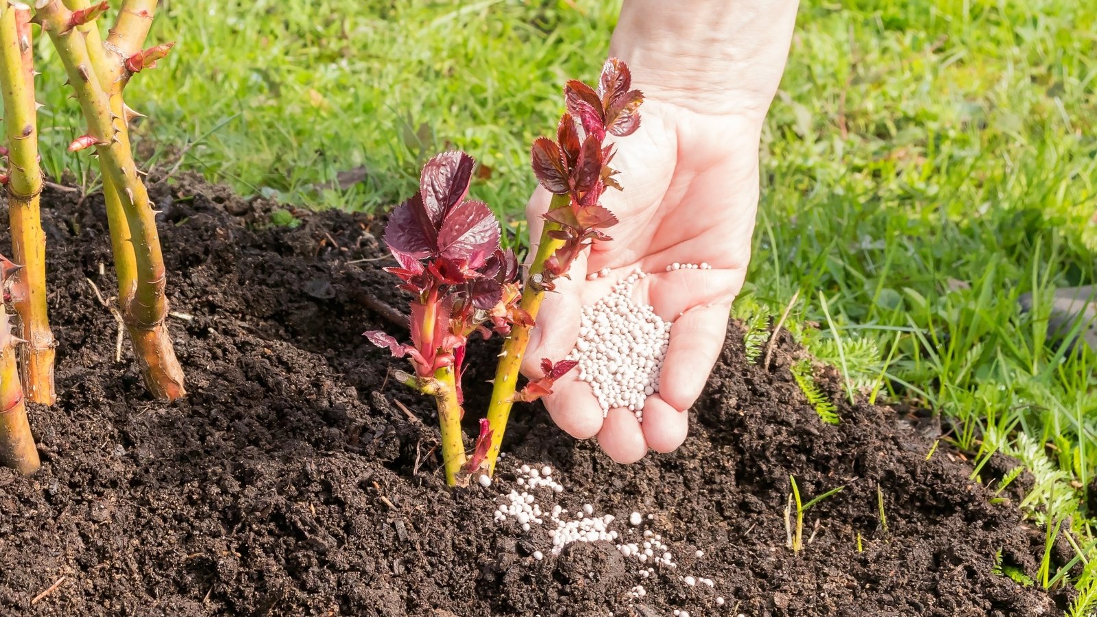 Una persona agrega fertilizante a la base de una planta joven con flores en un lecho de jardín bien preparado.