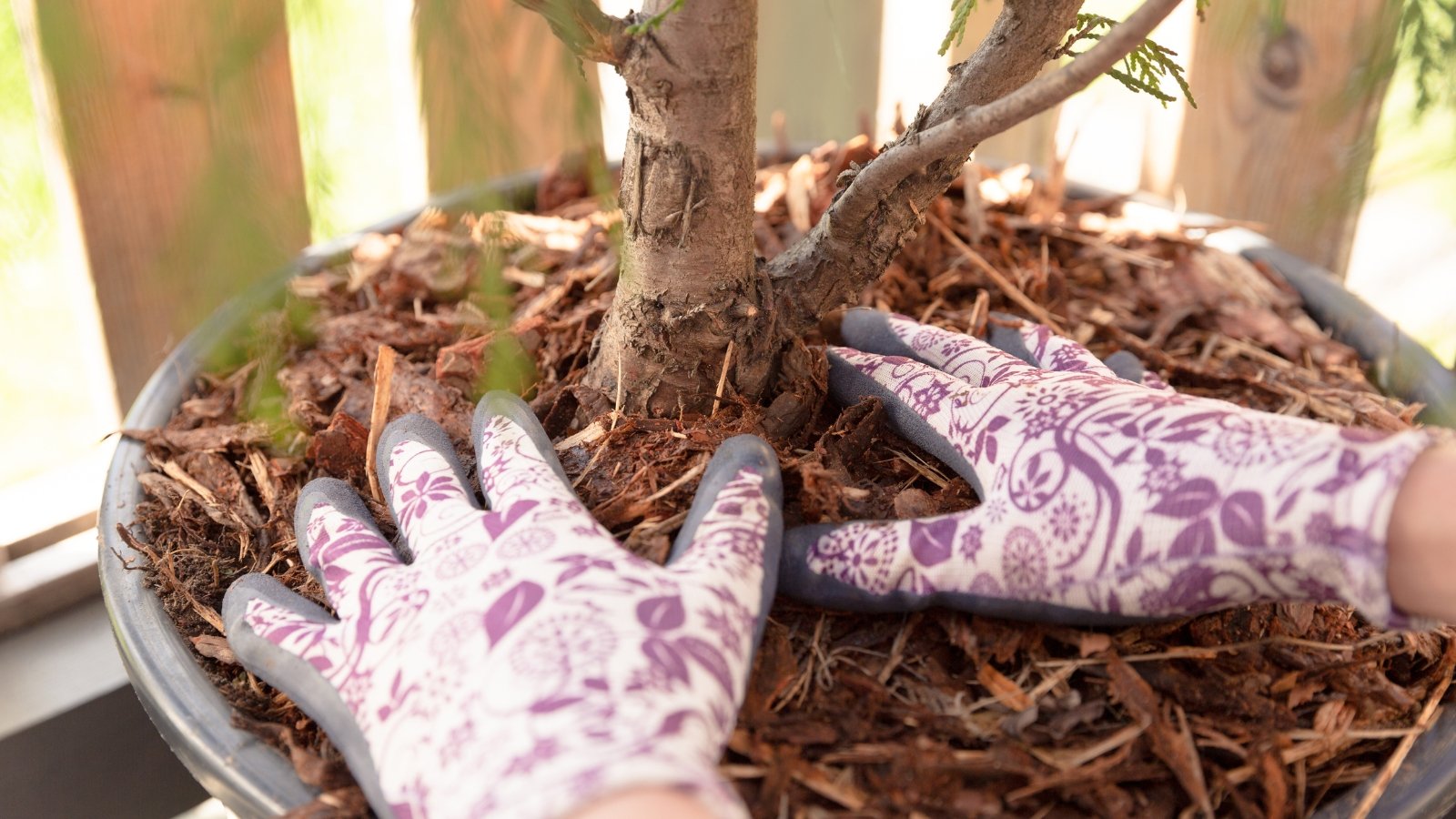 Manos con guantes florales colocando cuidadosamente mantillo alrededor de la base de un pequeño árbol en maceta.