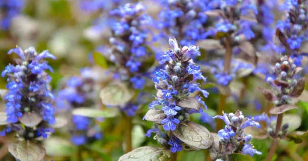 Ajuga Bugleweed ground cover in bloom