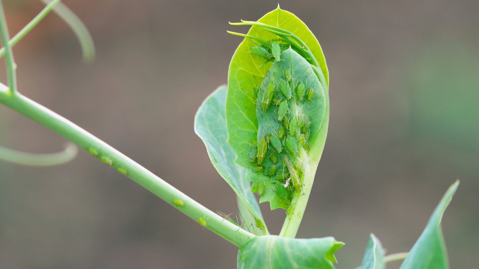 The plant shows curled, yellowing leaves with clusters of small green aphids feeding on the stems and undersides of the leaves.
