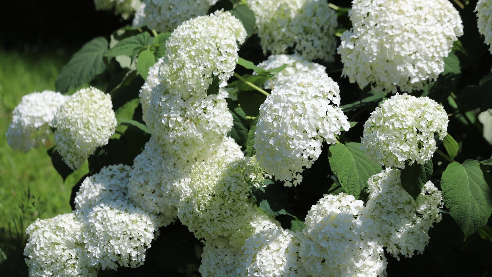 Racimos grandes y redondos de flores blancas, encima de hojas anchas y suaves de color verde.