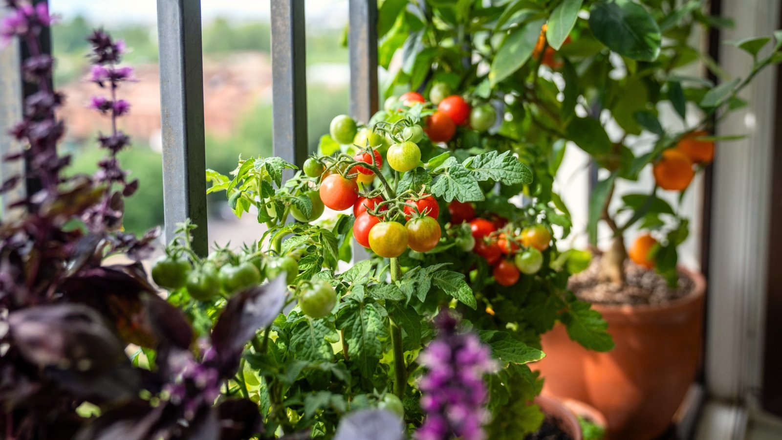 A small potted garden featuring cherry tomatoes, basil, and a tangerine citrus plant.