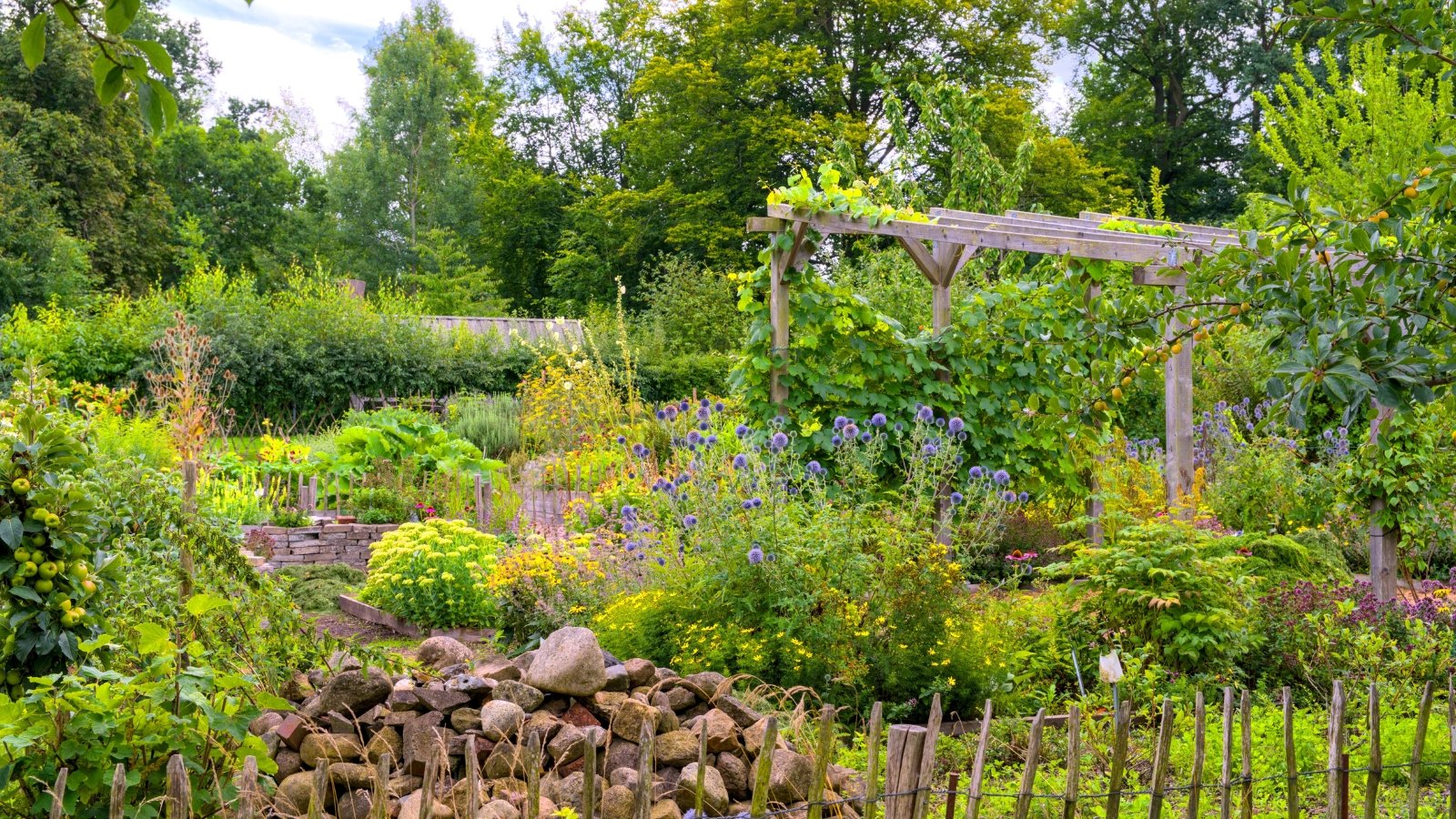 View of a beautiful garden with various vegetable, flower and fruit trees. The garden has decorative elements in the form of a wooden arch, stones, and a wooden fence. Plants such as apple tree, apricot tree, climbing grapes, various bushes, Echinops ritro, Sedum, Rudbeckia and others grow there.