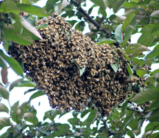 Large group of bees looking for a new home