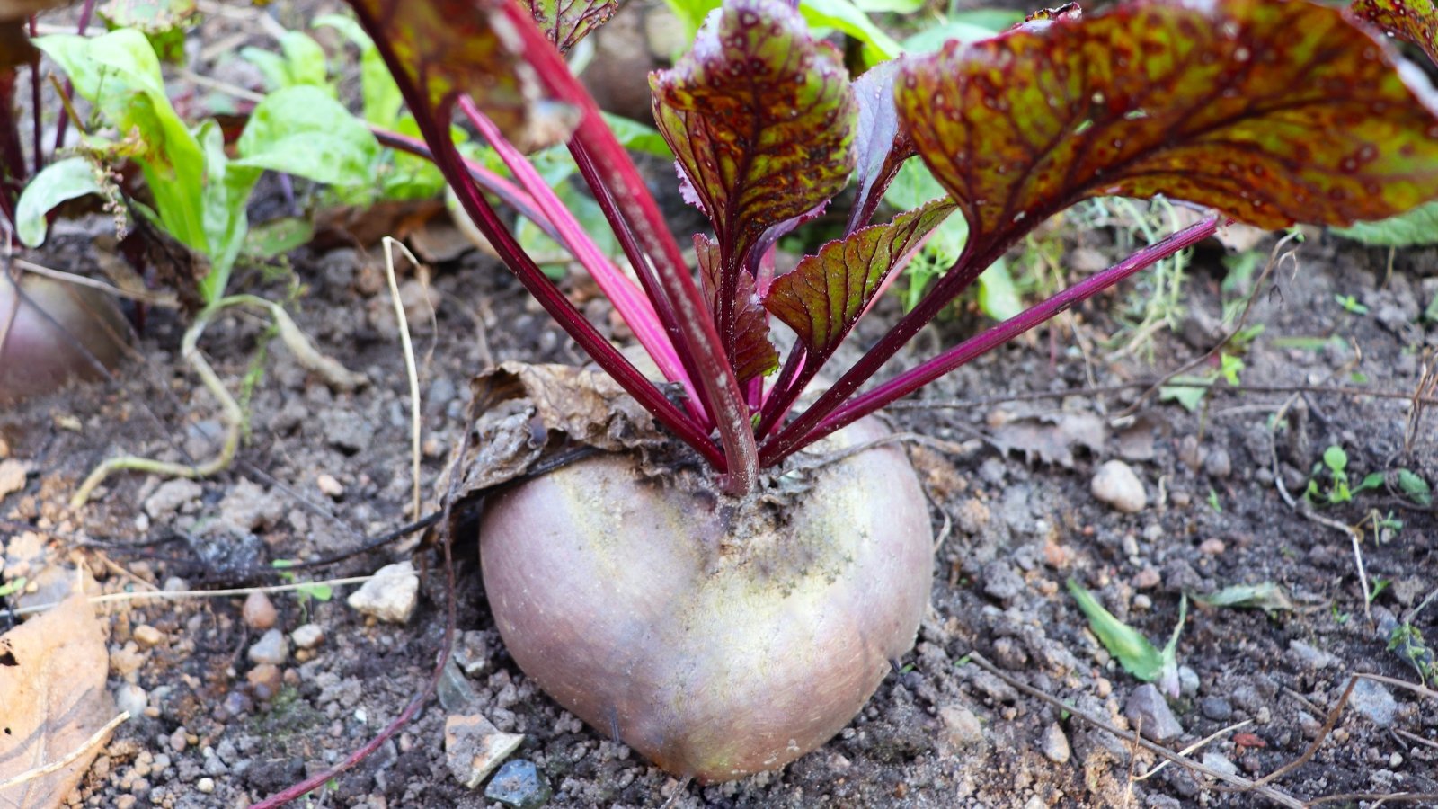 The plant has broad, dark green leaves with reddish veins, while its round, deep red root grows underground with a smooth, firm exterior.