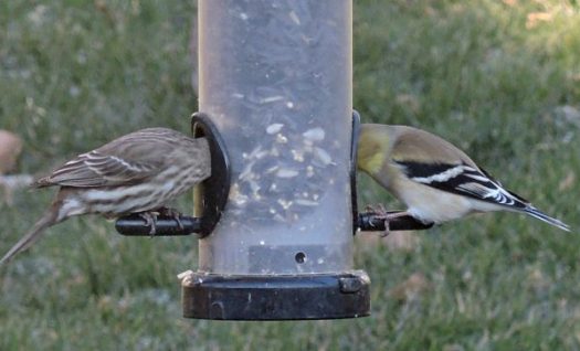 I love feeding and watching what's going on right outside my window.