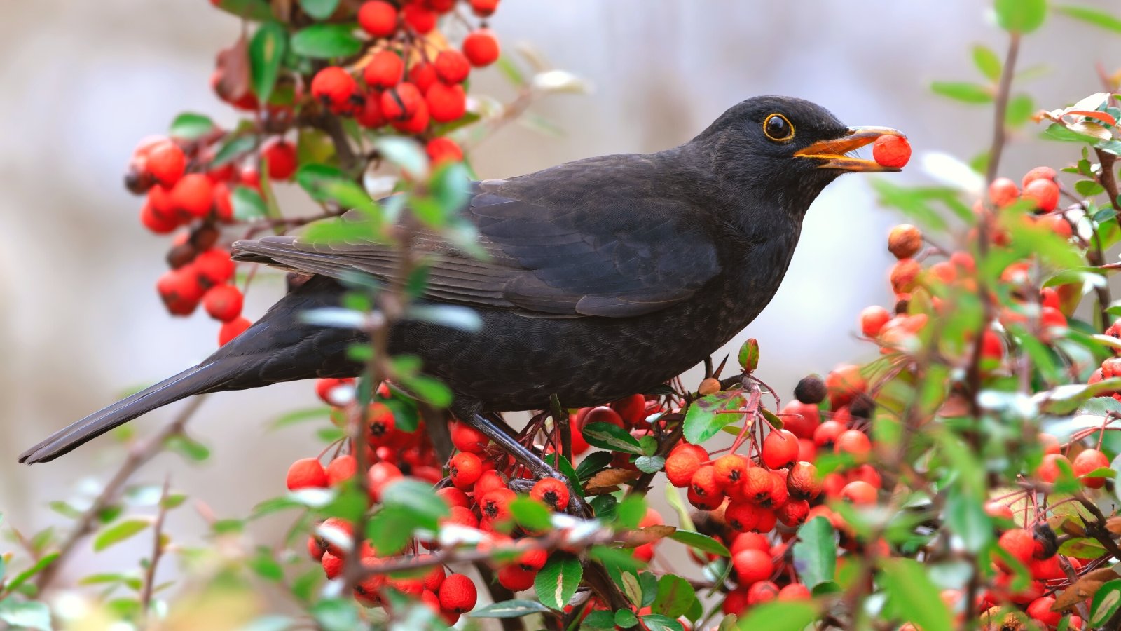 Close-up of a blackbird feeding on red berries in the garden. The Turdus merula presents a sleek and striking appearance with its glossy black plumage, bright yellow-orange bill, and vivid yellow eye ring.