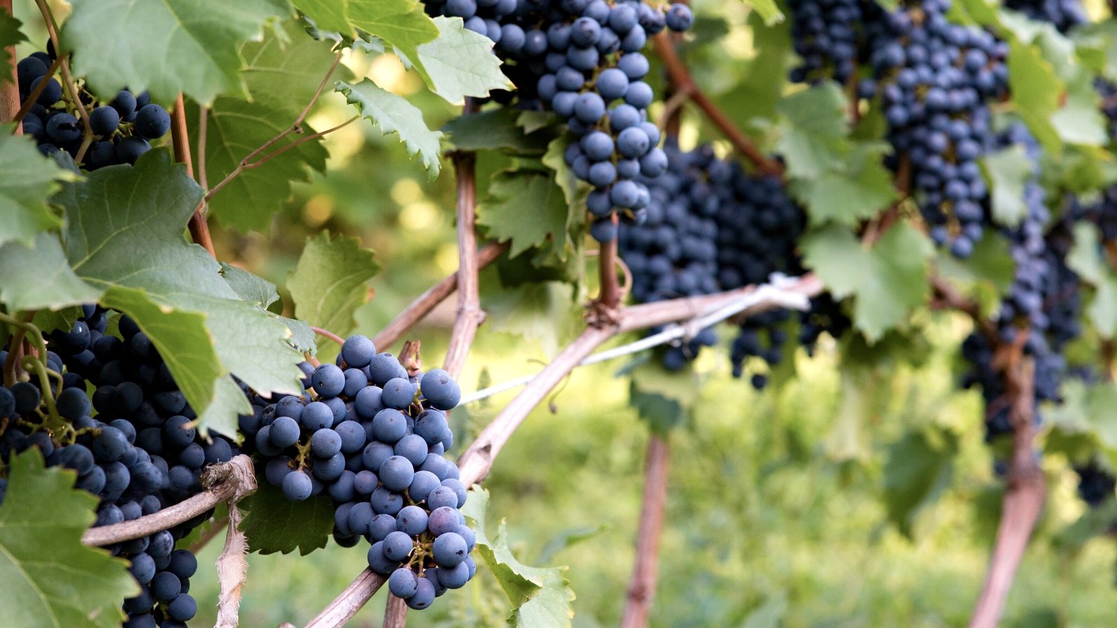Close-up of blue wine grape plant in the garden. The grape plant is a vigorous vine characterized by its woody stems and large, lobed leaves. The leaves are a deep green color with serrated edges. Clusters of grapes hang from the vine, showcasing round to oval-shaped berries with a dusty blue hue.