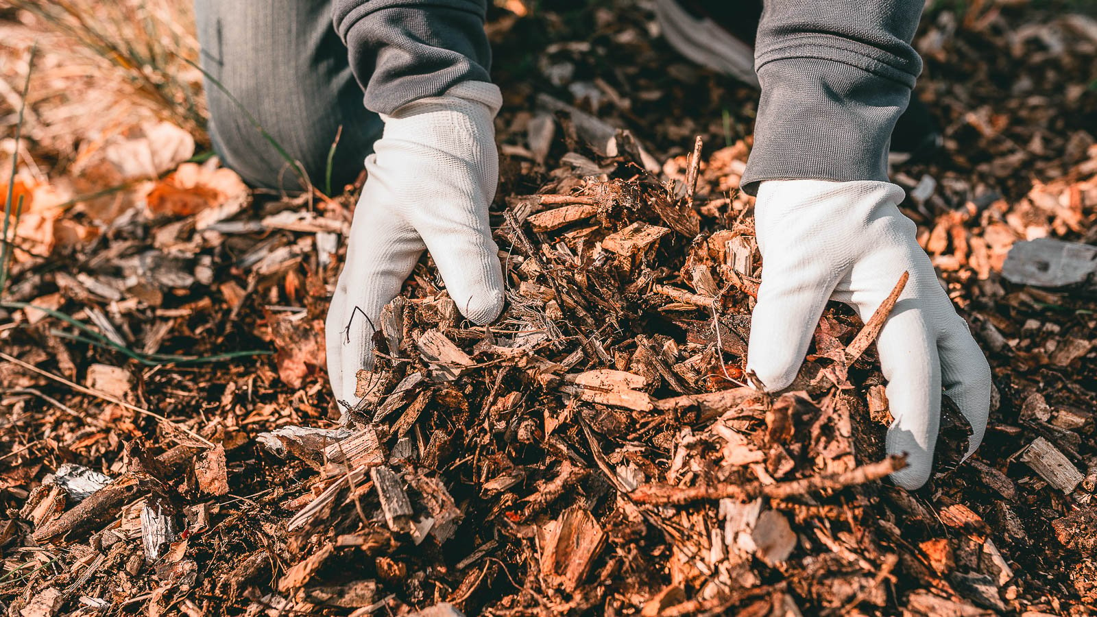 Gardener holding pile of wood chips with white gloves.