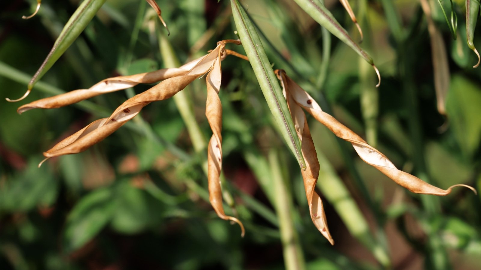 The brown pods of the sweet pea plant are slender and curved, with dry husks containing dark seeds.
