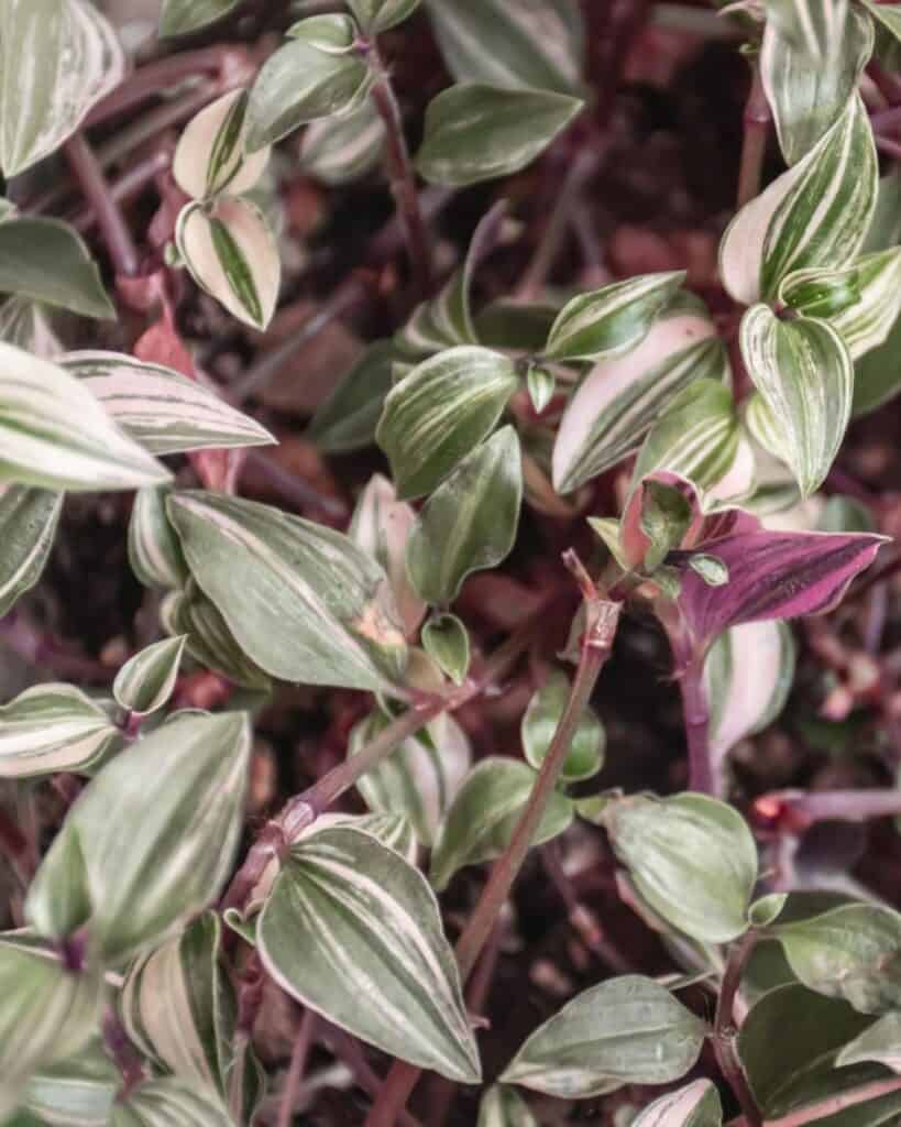 Tradescantia tricolor wandering jew leaves close up