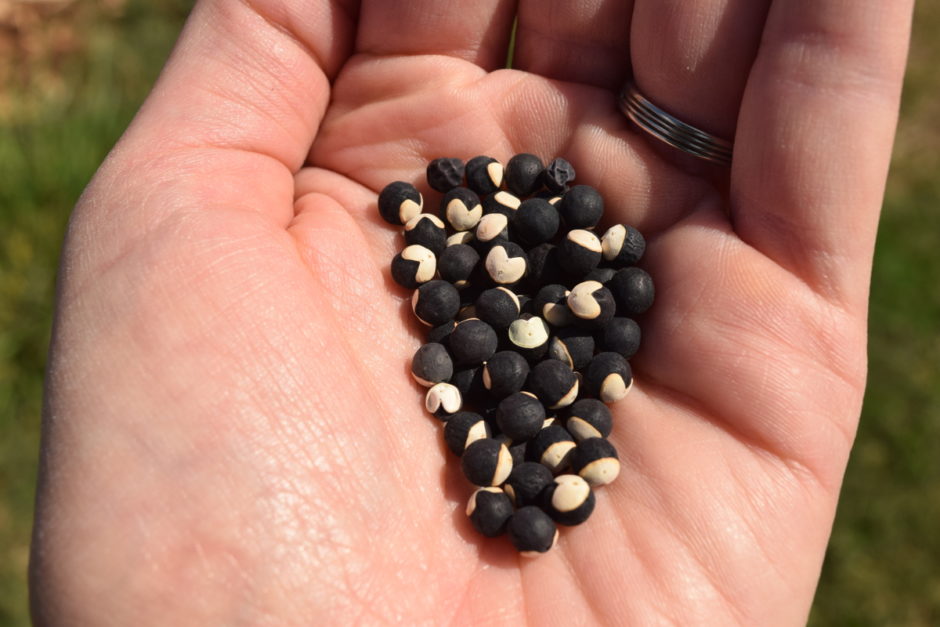 cardiospermum halicacabum globe vine seeds