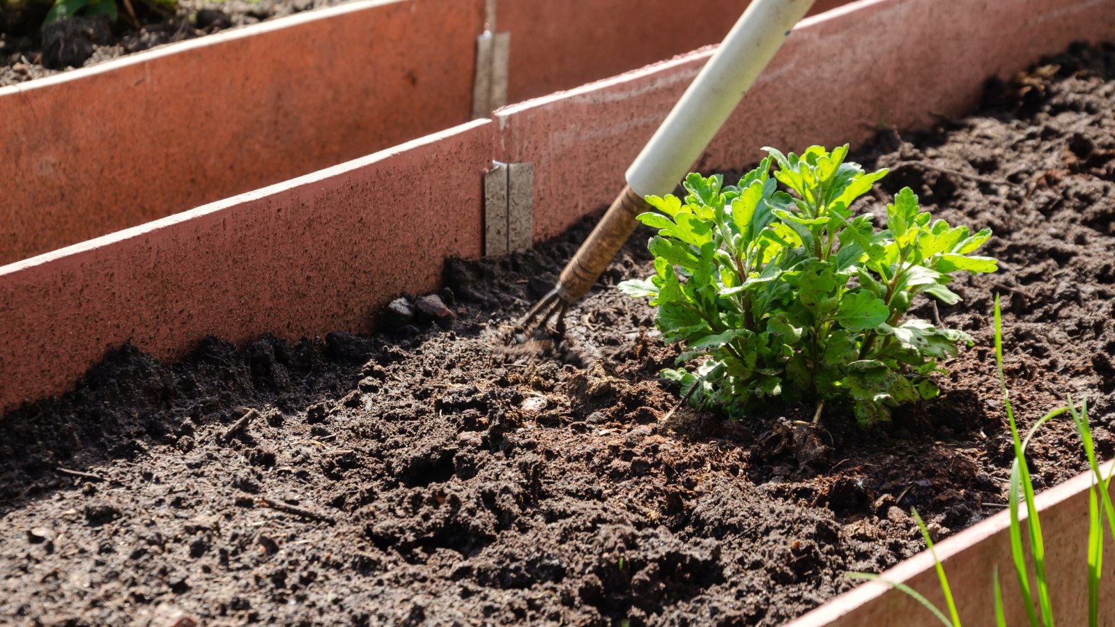 A gardener loosens soil in a raised bed around young seedlings using a hoe.