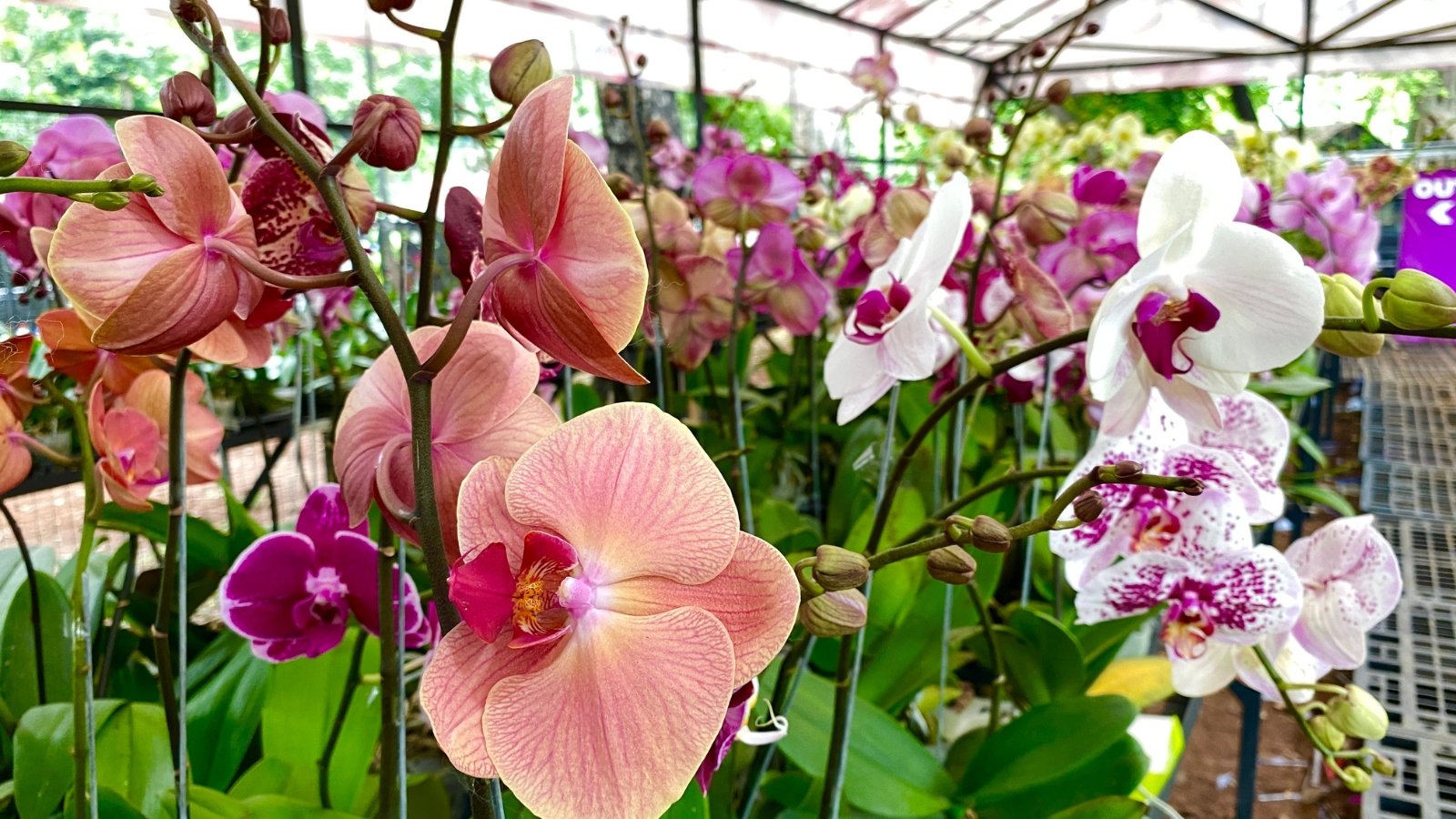 A vibrant mix of pink, purple and white flowers, densely grouped against a lush green background in a garden.
