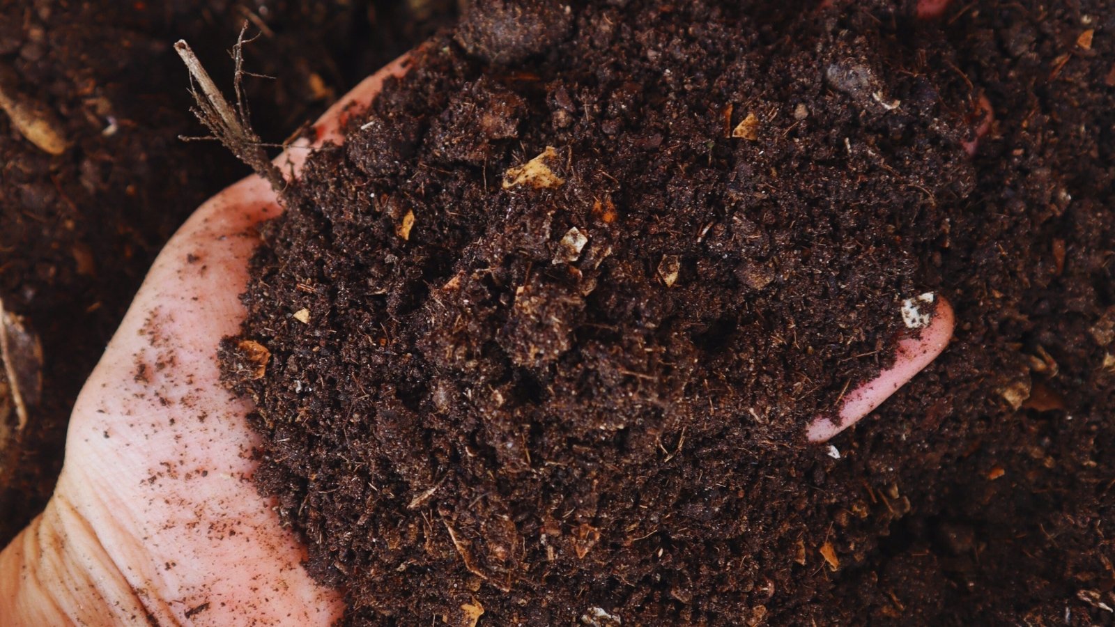 Close-up of a gardener's hand filled with dark brown compost with an earthy texture.