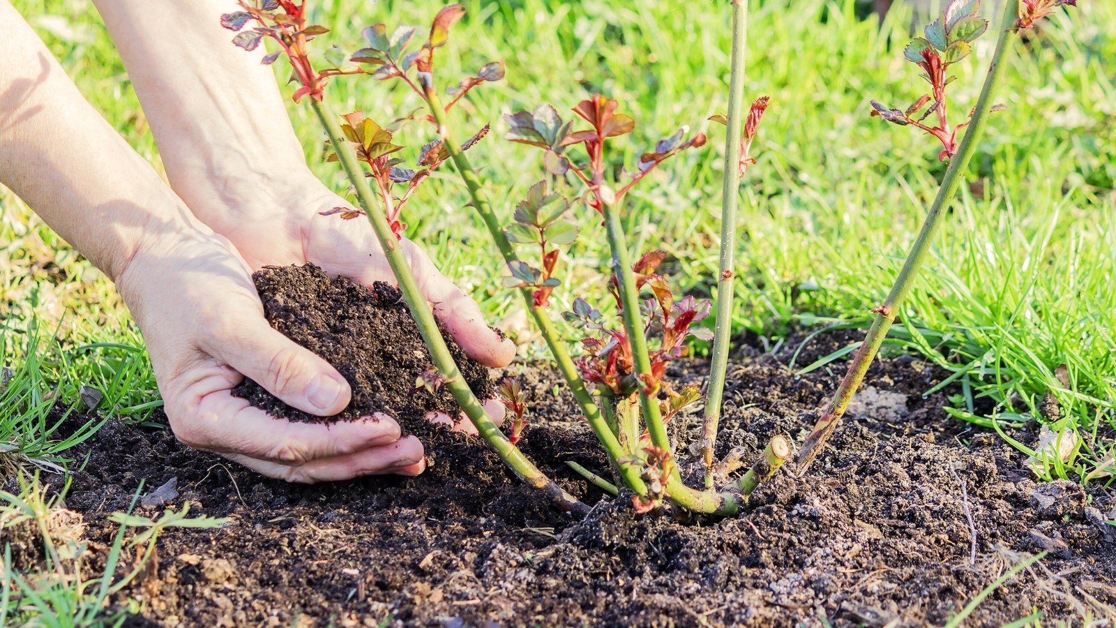 Primer plano de las manos de un jardinero agregando abono a un rosal con tallos espinosos y follaje intrincado y dentado de color verde rojizo.