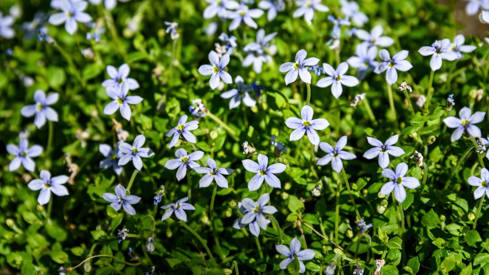 The creeping blue star ground cover has dense, spreading foliage with bright blue star-shaped flowers that bloom in clusters.
