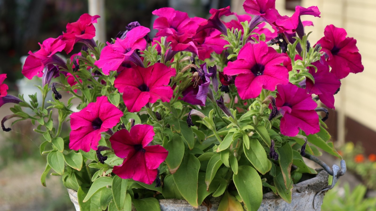 The blooming plant fills the container with a cascade of tubular red flowers, set against velvety green leaves.