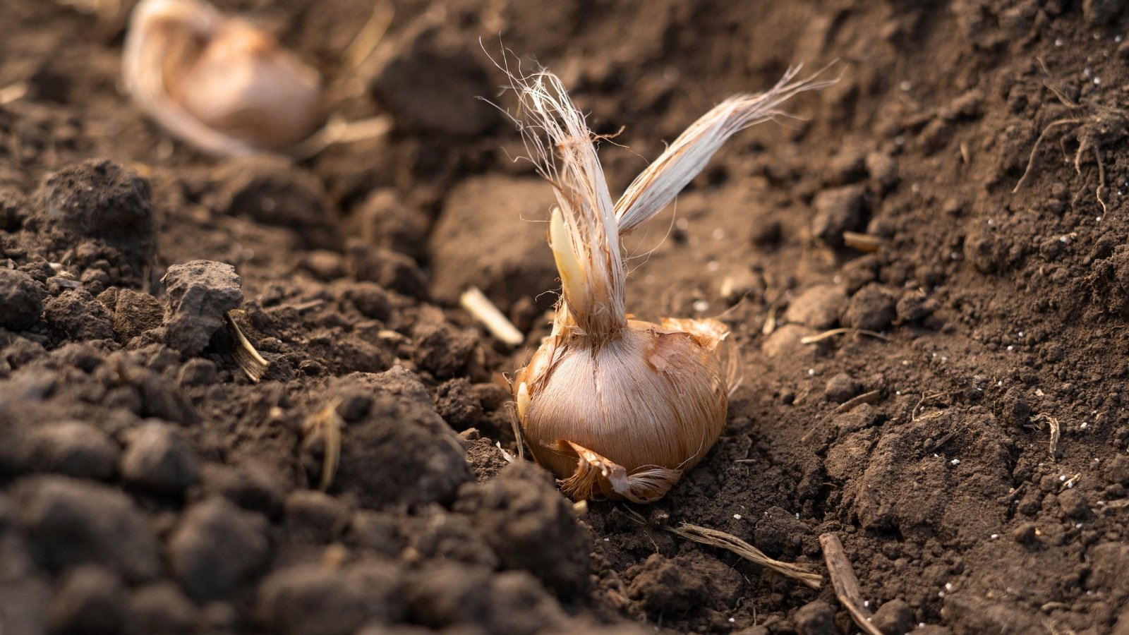 The corm sits in the soil, rounded and bulbous, with brownish, papery outer layers.
