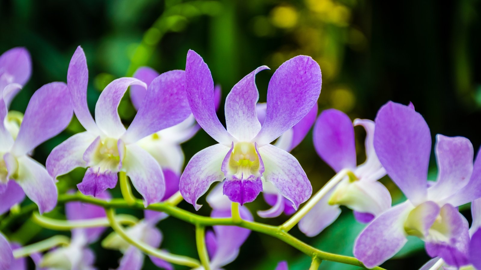The light lavender and white flowers, with elongated, elegant petals, are arranged in a delicate arched pattern.