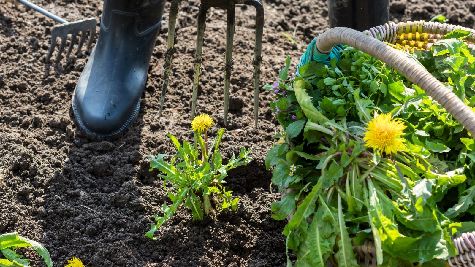 The gardener, wearing rubber boots, uses a large garden fork to dig up dandelion weeds from the soil.
