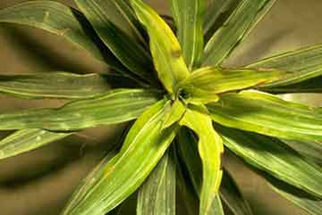 dracaena-warneckii-iron