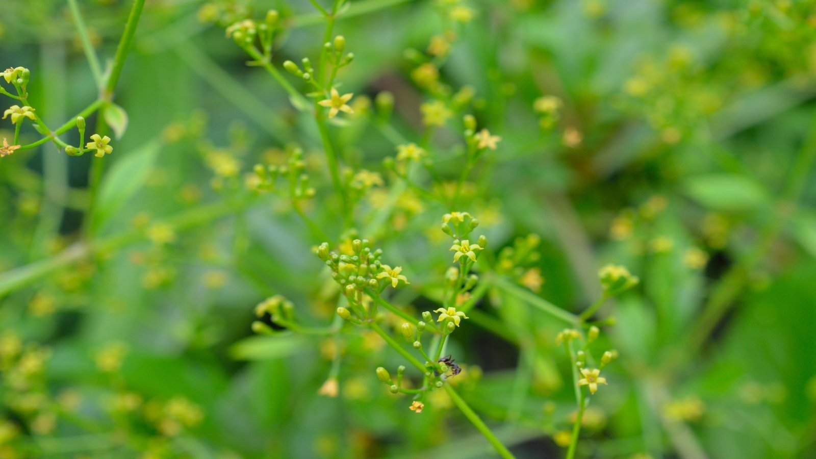 Rubia tinctorum exhibits narrow, lanceolate leaves and dainty clusters of yellow, star-shaped flowers.