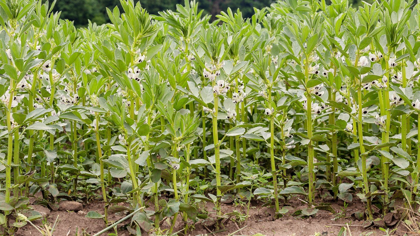 A garden bed brims with lush, upright fava bean plants, their tall stalks topped with clusters of delicate white blossoms marked with dark spots.
