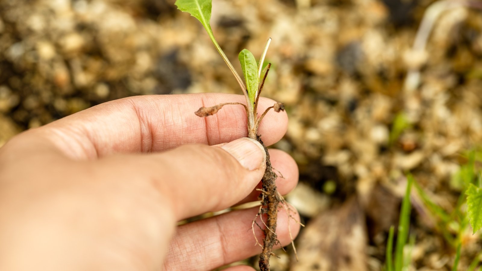 A female hand holds a dandelion weed with visible roots and young, jagged green leaves pulled from the ground.