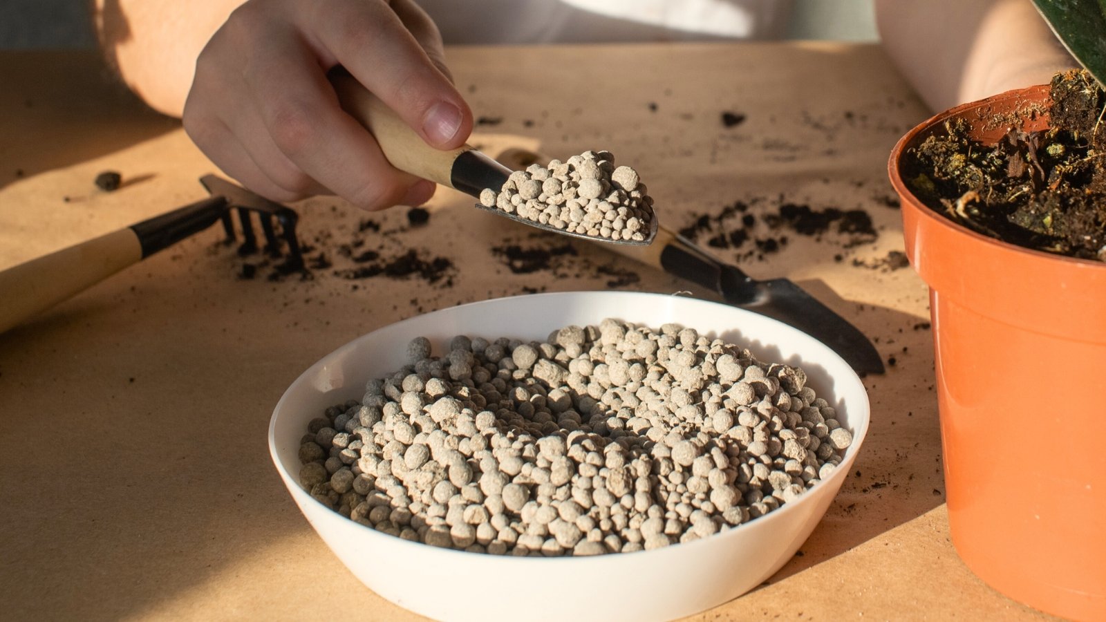 Close-up of a male hand holding a small shovel full of granulated fertilizer over a white plate filled with small, round grey-brown granules, next to a potted houseplant on a table.
