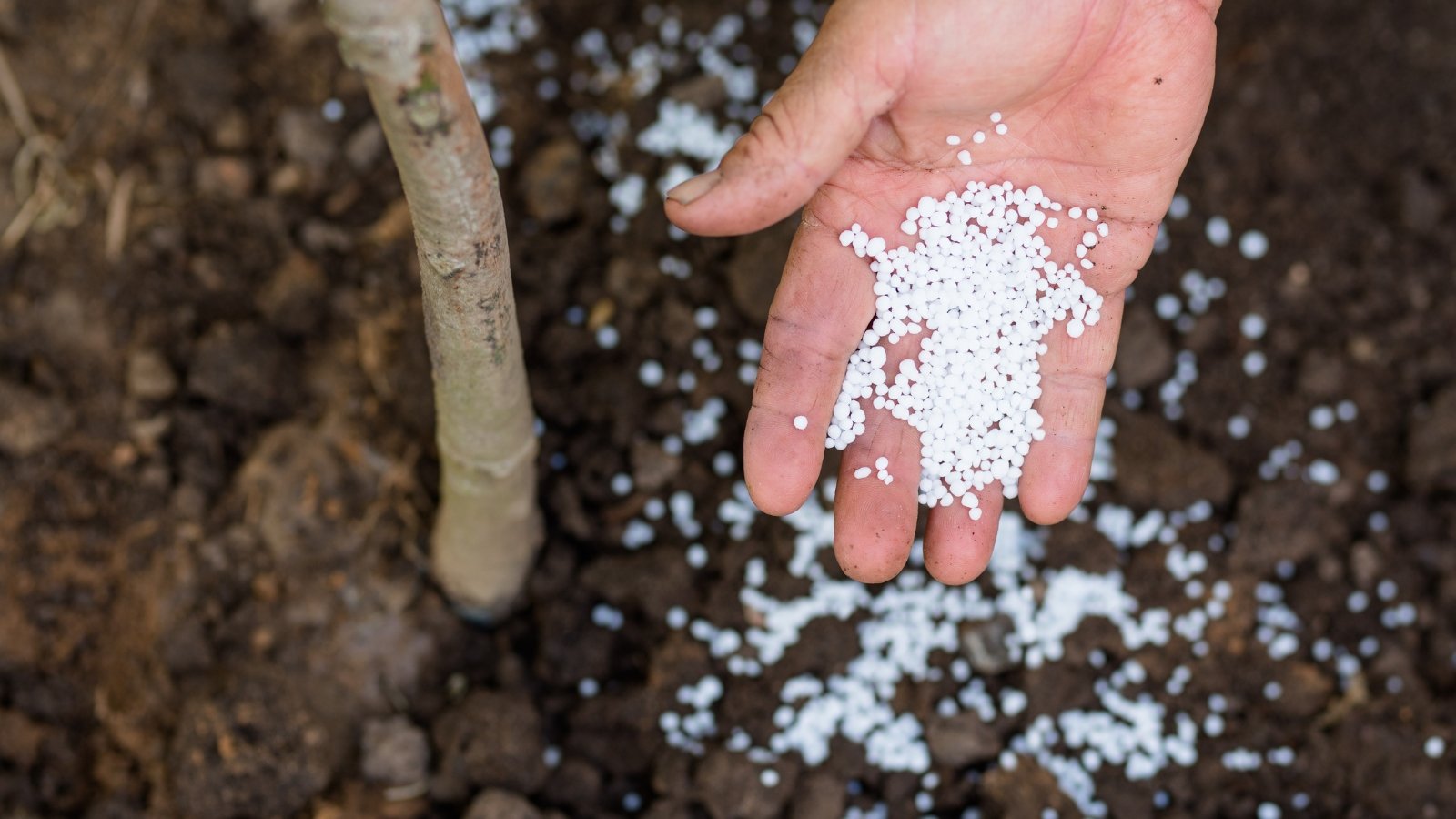 Close-up of a man's hand spreading white granular mineral fertilizer on wet nutrient-rich soil in an outdoor field.