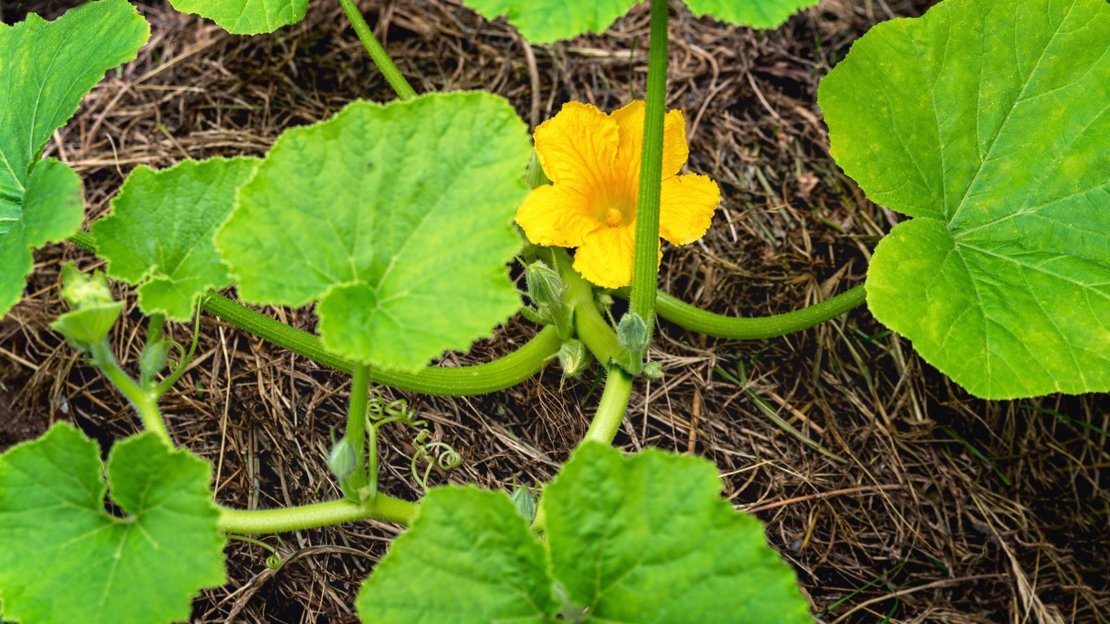 A large, bright yellow flower of a Cucurbita pepo plant is prominently displayed among broad green leaves and vines on the ground.
