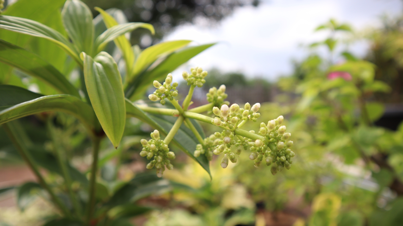 Close-up of a young cluster with tiny cream buds against a background of narrow green leaves in the garden.