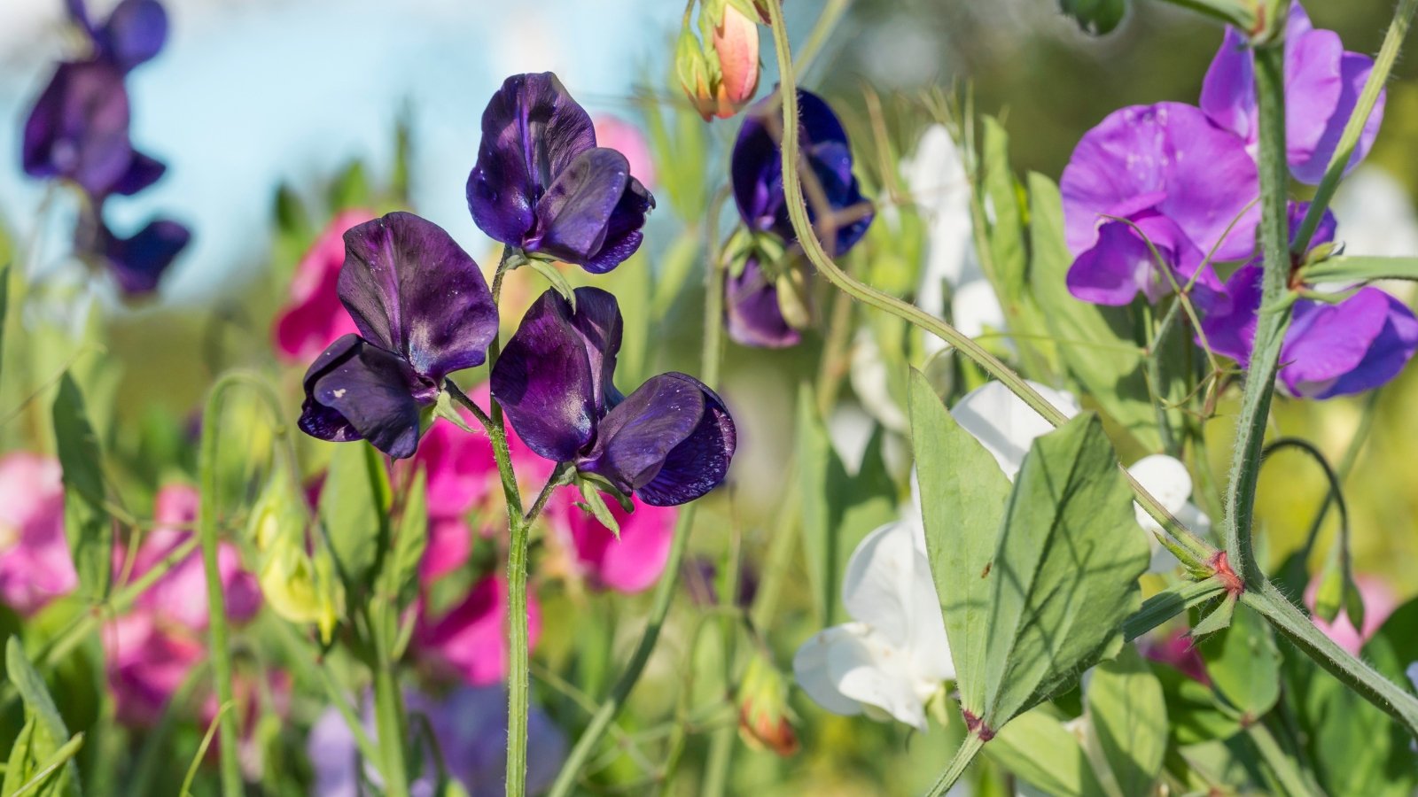 The plant in full sun has thin, graceful stems, oval-shaped green leaves, and ruffled flowers in shades of pink, purple, and cream.
