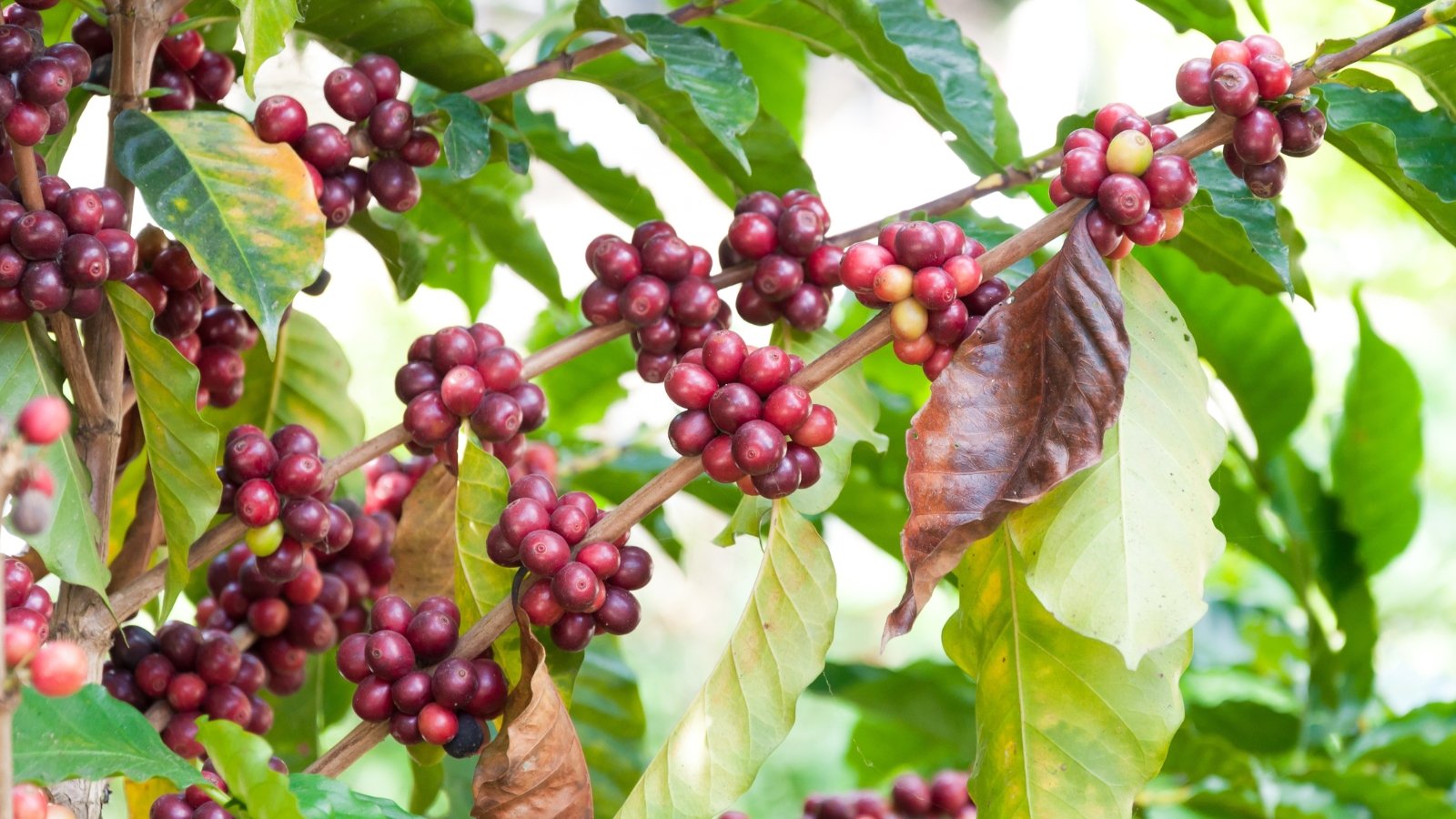 Close-up of arabica coffee branches with clusters of spherical, ripe 'cherries' among elliptical glossy, green and brown dry foliage.