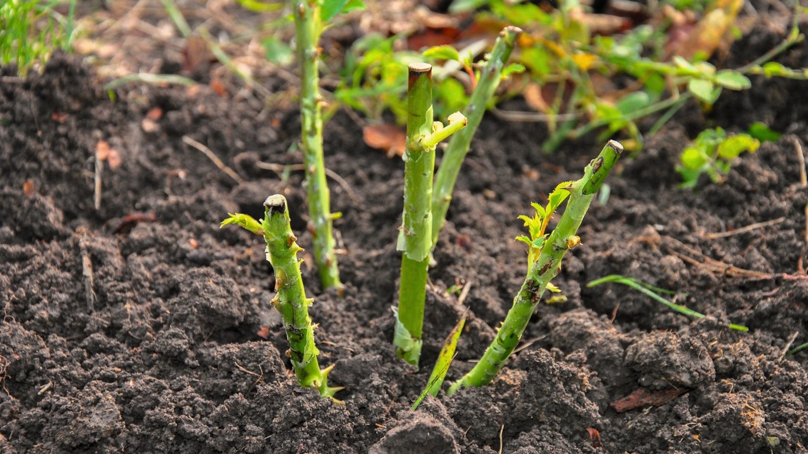 A newly planted seedling with thin, prickly stems emerging from dark, nutrient-rich soil.