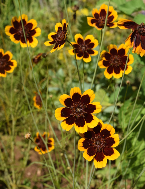 thelesperma burridgeanum philippine green thread