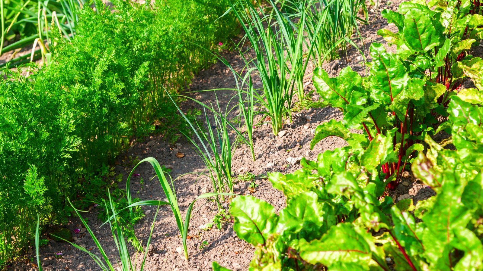 Close-up of a garden bed with carrots, onions and beetroots growing. Carrots are slender, tapered roots with feathery, fern-like foliage consisting of delicate, finely divided leaves that emerge from a central stem. The onion plant boasts long, slender, hollow leaves that emerge from the soil in clusters and grow upright. Beetroots, or simply beets, are round to oval-shaped roots with large, dark green leaves with prominent veining of bright pink-red color.