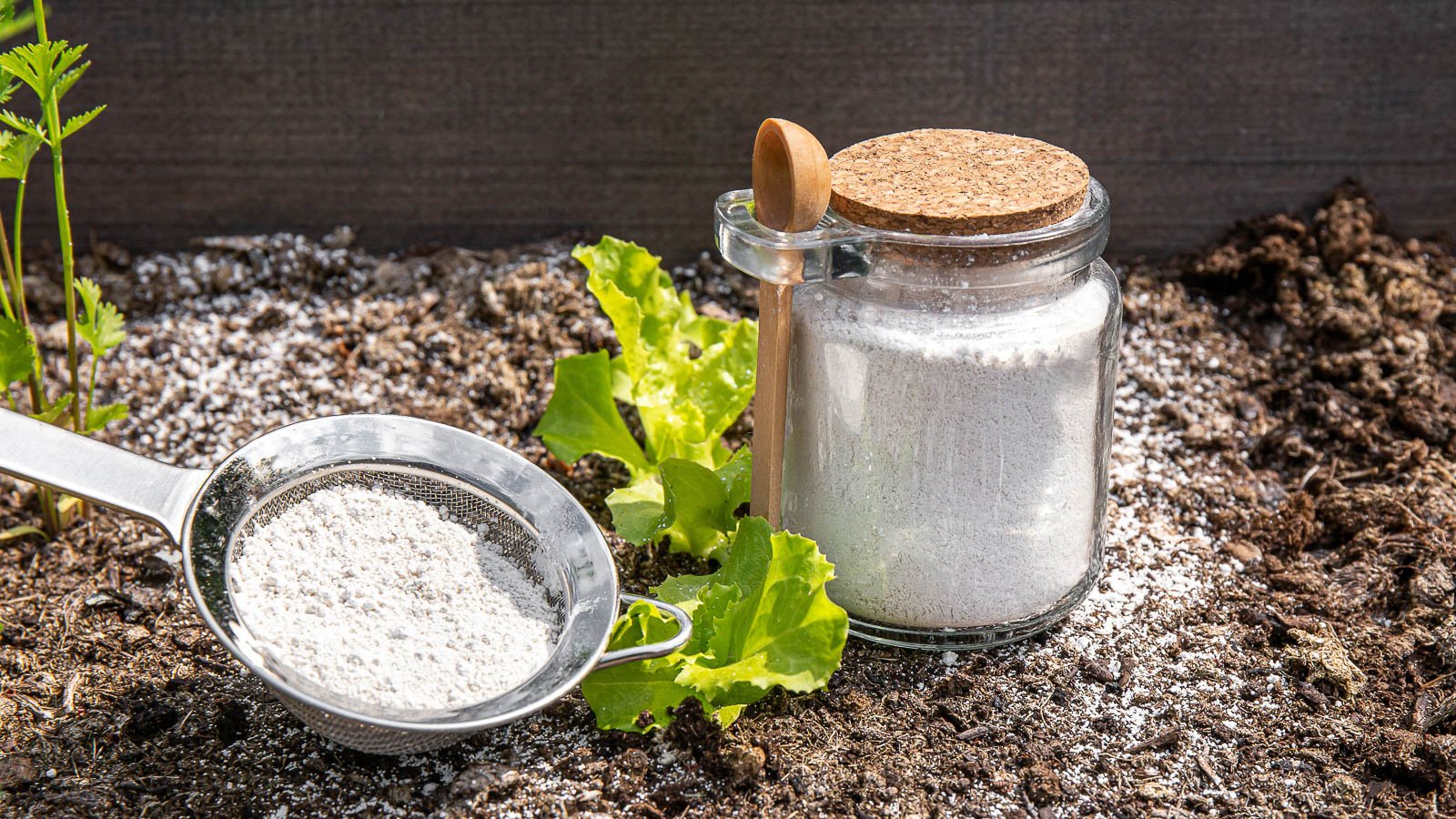 Glass jar and sieve filled with DE powder in garden bed, used to kill pests around lettuce seedlings.