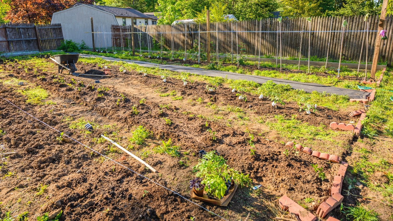 View of the garden plot with unplanted beds. The site is surrounded by a high wooden fence. The soil is plowed and ready for planting. The beds are separated by bricks.